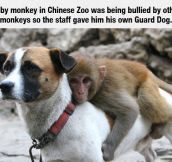 The Baby Monkey Protector