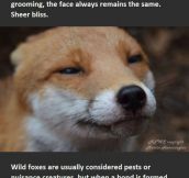 Foxes Are Just Misunderstood Creatures