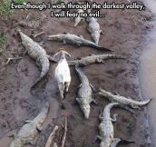 Courageous Goat