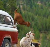 Goats, They Don’t Believe In Gravity