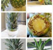 Duplicating A Pineapple