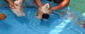 A Guinea Pig’s First Swimming Lesson