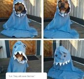 The Very Rare Dog-Shark