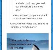 I Could Eat A Whale