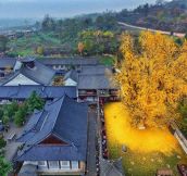 1,400-Year-Old Gingko Tree Sheds a Spectacular Ocean of Golden Leaves