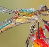 A Dragonfly after the rain