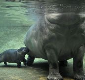 Baby Hippopotamus
