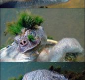 Moss Turtle