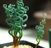 The Strangest Plant On Earth