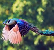 Majestic Peacock In Flight