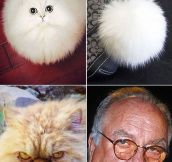 Cats That Look Like Something Else