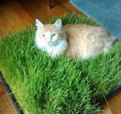 Bed Of Grass