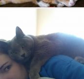 Cats Really Know How To Be Annoying