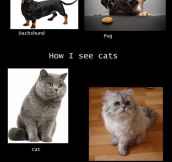 How I See Pets