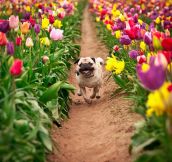 Just A Pug In Tulips