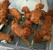 Kentucky Fried Dogs