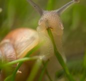 And Here’s A Snail Eating Grass