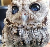 Oracle Owl