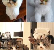 This Company Makes Plush Toy Copies Of Your Pets