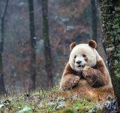 The only brown panda in the world