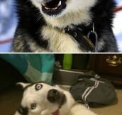 Huskies Are Such Ridiculous Dogs