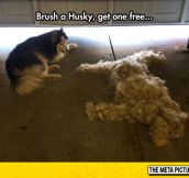 Husky Owners Will Know