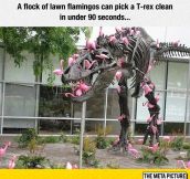 Fact About Flamingos