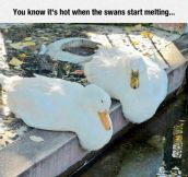 Climate Change Is Affecting Swans
