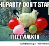 Party Cat Is Here