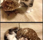 Kitten And Owlet