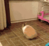 Bunny Gives Its Best Try