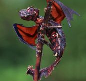 Real Life Dragon: The Satanic Leaf Tailed Gecko With Flying Fox Wings