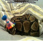 Snake Is Ready To Party