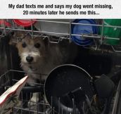 Dog Went Missing