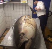 That’s One Huge Tuna