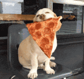 This Puppy Is Totally In Love With The Pizza