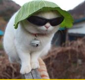 Just A Cat With A Lettuce Hat