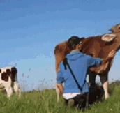 Cows Are Sweet When You Treat Them Nicely