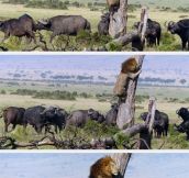 Lion Gets In Trouble