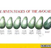 Seven Stages Of Avocado