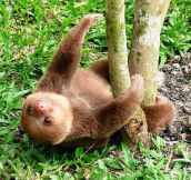 The Cutest Sloth I’ve Seen So Far