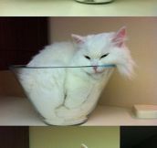 Proof That Cats Are Actually Liquids
