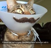 Epic Meowstach
