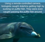 Dolphins Can Also Get High