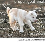 Goat Anatomy