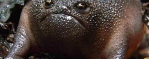 The Black Rain Frog Has A Hilarious Face