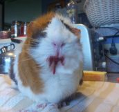 Never Give A Cherry To A Guinea Pig