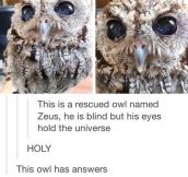 This Owl’s Eyes