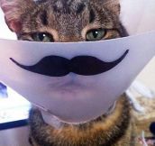 The Cone Of Shame Just Got Funnier