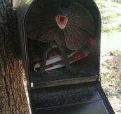 How To Never Get Mail Again